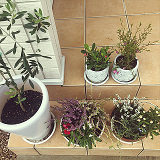 サザンクロスのインテリア実例 Roomclip ルームクリップ