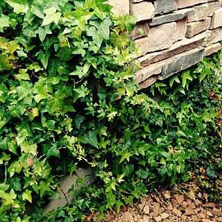 アイビー ヘデラ のインテリア実例 Roomclip ルームクリップ