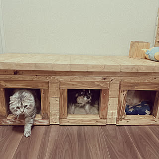 犬と猫どっちも飼ってると毎日たのしいのインテリア実例 Roomclip ルームクリップ