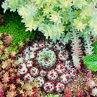 ガーデニング センペルビウムのインテリア実例 Roomclip ルームクリップ