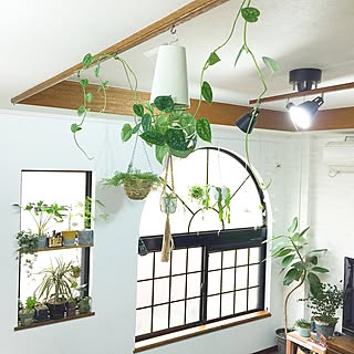 壁/天井/植物/関西好きやねん会/ZOO会♡/【植中毒】/LOVE GREEN!...などのインテリア実例 - 2015-11-13 09:09:48