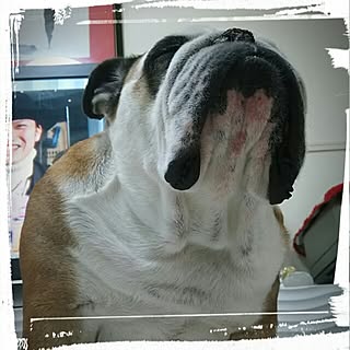 部屋全体/いいね&フォローありがとうございます♡/コメント嬉しいです✨/ブルドッグ/アンチョビのインテリア実例 - 2015-04-25 08:32:36