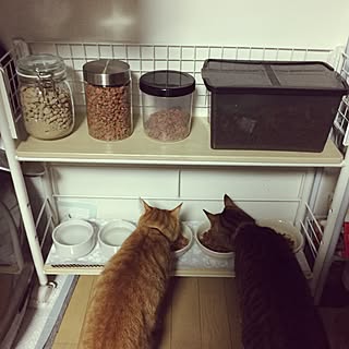 ダイソー 金魚のエサのまとめページ Roomclip ルームクリップ