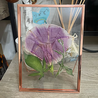 朝顔 押し花のおしゃれなアレンジ 飾り方のインテリア実例 Roomclip ルームクリップ