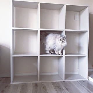 おうちすっきりシェルフ/くらしのeショップモニター/山善のインテリア実例 - 2019-05-16 13:57:20