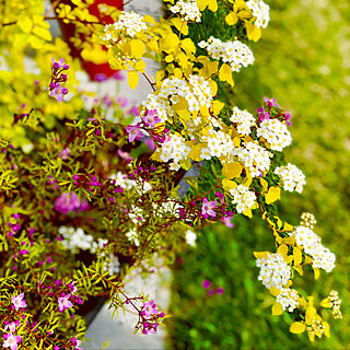 花のある暮らし ボロニアピナータのインテリア実例 Roomclip ルームクリップ