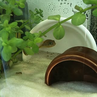 水槽 アベニーパファーのインテリア実例 Roomclip ルームクリップ