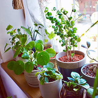多肉植物 セラミスのおしゃれなアレンジ 飾り方のインテリア実例 Roomclip ルームクリップ 多肉植物 セラミスのおしゃれなアレンジ 飾り方のインテリア実例 Roomclip ルームクリップ