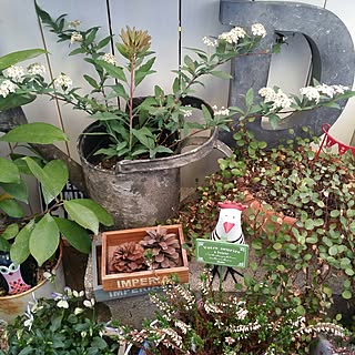 バス/トイレ/賃貸でも楽しく♪/植物のある暮らし/いいね♪いつもありがとうございます❤️/鳥好き❤︎...などのインテリア実例 - 2017-02-16 08:00:31