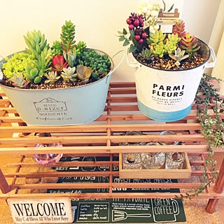 セリア 多肉植物始めました のインテリア実例 Roomclip ルームクリップ セリア 多肉植物始めました のインテリア実例 Roomclip ルームクリップ