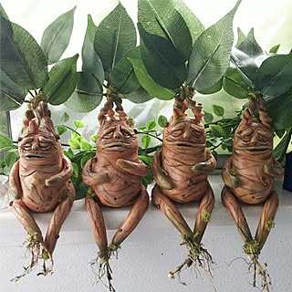 マンドレイクのインテリア実例 Roomclip ルームクリップ