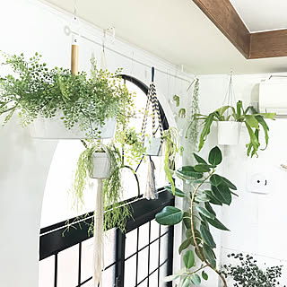 壁/天井/観葉植物/グリーンのある暮らし/ボタニカルライフ/インスタ→kiki_nekko/植物のある暮らし...などのインテリア実例 - 2018-03-23 03:48:31