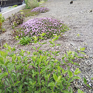 石だらけの庭のインテリア実例 Roomclip ルームクリップ