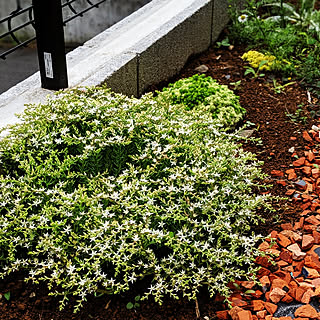 庭 ヤブガラシとの戦いのインテリア実例 Roomclip ルームクリップ