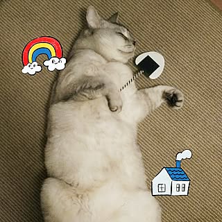 棚/心にパンチパーマ✨/アフロな気持ち❤️/NO CAT,NO LIFE❤️/ねこ♡...などのインテリア実例 - 2017-06-05 22:15:33