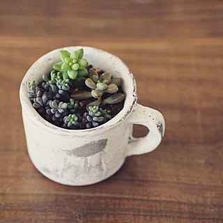 机/マグカップ/多肉植物/植物のある暮らし/観葉植物...などのインテリア実例 - 2016-04-11 07:06:50
