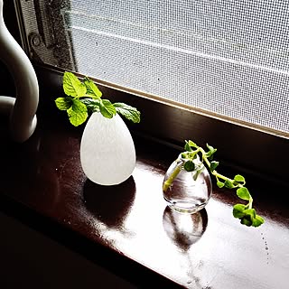 棚/今日買ったもの/ハーブ/観葉植物/家庭栽培...などのインテリア実例 - 2017-06-04 15:16:41