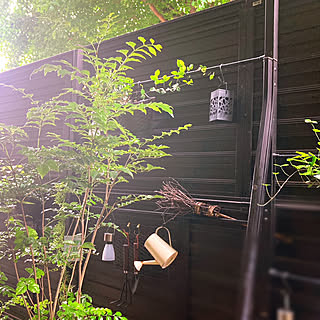 ガーデン雑貨 シマトネリコの鉢植えのインテリア実例 Roomclip ルームクリップ