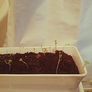 リビング/植木鉢/連続投稿失礼します!/凛太朗これくしょん♡/ワンコと暮らす家...などのインテリア実例 - 2017-04-05 21:13:01