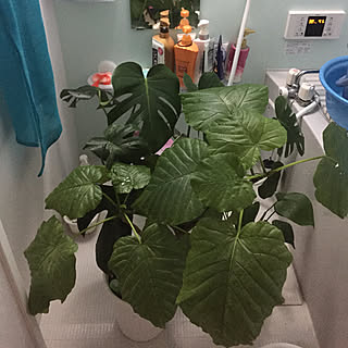 ドンドン増える観葉植物ぅー のインテリア実例 Roomclip ルームクリップ