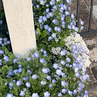 ネモフィラ ネモフィラブルーのインテリア実例 Roomclip ルームクリップ