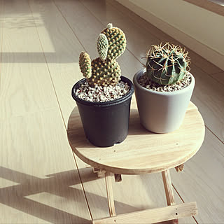 キエボシ/ガーデニング/雑貨/インテリアグリーン/2階リビング...などのインテリア実例 - 2020-01-24 15:16:45