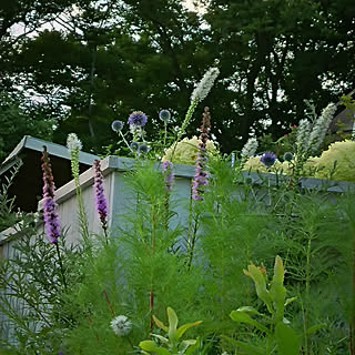 リアトリスのインテリア実例 Roomclip ルームクリップ