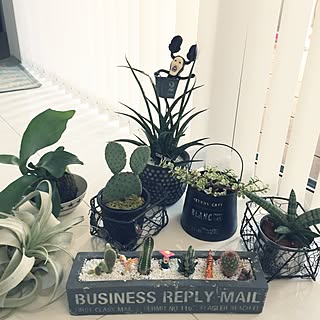 観葉植物 寄せ植え初心者のインテリア実例 Roomclip ルームクリップ