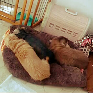 ベッド周り/愛犬と暮らす家/ダックスフンド/愛犬部屋/しまむらのロールクッションのインテリア実例 - 2019-11-21 13:05:38