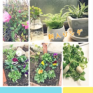 キッチン/介護してても素敵な家にしたい/ガーデニング♡/七草粥〜✨/観葉植物 ...などのインテリア実例 - 2017-01-07 16:07:04