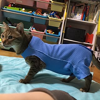 リビング/インテリアじゃなくてゴメンなさい!/虎太郎です₍˄·͈༝·͈˄₎/猫ばかりでスミマセン/DIY?...などのインテリア実例 - 2017-04-30 22:59:33