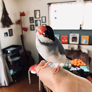 文鳥のいる暮らし/山善バスケットトローリー/DIY/絵本棚/文鳥...などのインテリア実例 - 2020-01-24 10:37:22