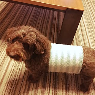 ミックス犬 ダップーのインテリア実例 Roomclip ルームクリップ