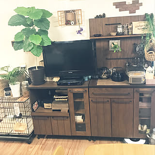 ビカクシダ 板付けのインテリア実例 Roomclip ルームクリップ