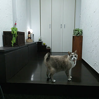 アロマディフューザー ねこのいる日常のインテリア実例 ｜ RoomClip 