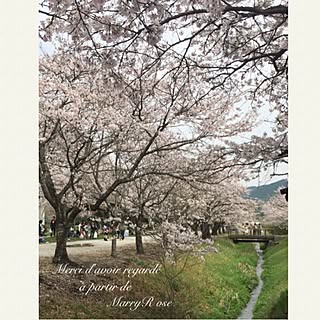 リビング/桜並木/桜/心の安心/くつろぎ空間...などのインテリア実例 - 2017-04-09 17:03:48