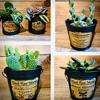 多肉植物 キンエボシのおしゃれなアレンジ 飾り方のインテリア実例 Roomclip ルームクリップ