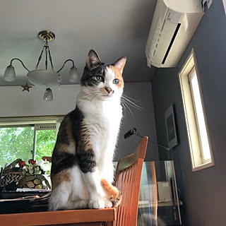 机/イマジンウォールペイント/壁紙屋本舗/三毛猫パフェさん/ACTUSダイニングテーブル...などのインテリア実例 - 2017-10-26 12:40:38