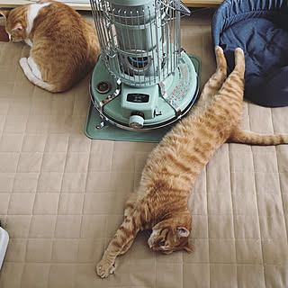 ストーブと猫のインテリア実例 Roomclip ルームクリップ