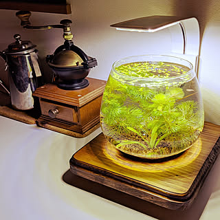 メダカの水槽のインテリア実例 Roomclip ルームクリップ メダカの水槽のインテリア実例 Roomclip ルームクリップ