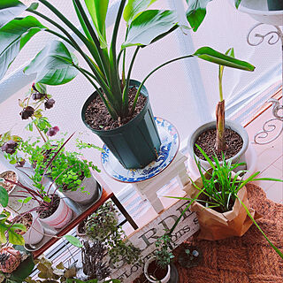 小さな温室DIY/植物の周り小さな雑貨/ミックスインテリア/アンティークショップで購入/古道具...などのインテリア実例 - 2021-03-31 20:14:30