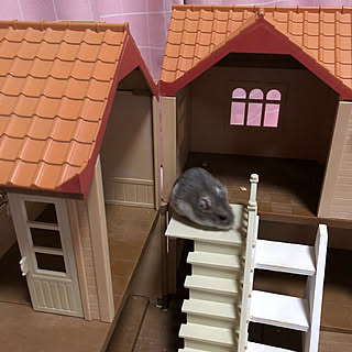 ダイソー ジャンガリアンハムスターのインテリア実例 Roomclip ルームクリップ