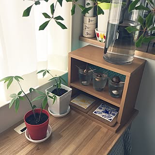 机/シーグラス/NO GREEN NO LIFE/芽が出ました/水栽培...などのインテリア実例 - 2016-06-10 11:44:43