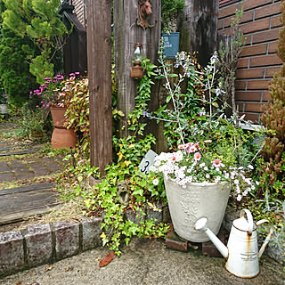 棚/2020.5.10☔/庭/狭い庭/小さい庭...などのインテリア実例 - 2020-05-10 10:31:11