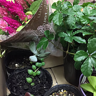 机/スッキリ収納/いいね!ありがとうございます♪/植物のある暮らし/いいねと、フォローの押し逃げすみません!...などのインテリア実例 - 2018-05-29 21:09:25