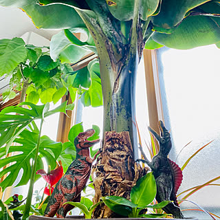 モンキーバナナの木のインテリア実例 Roomclip ルームクリップ