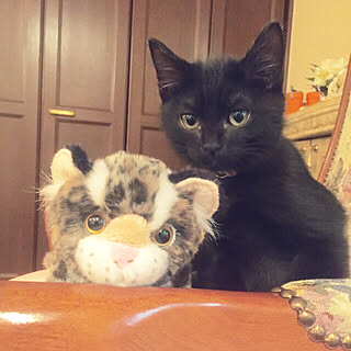リビング/ねこと暮らす/ねこバカ♡/子猫時代の写真/RCの出会いに感謝♡...などのインテリア実例 - 2018-03-24 08:06:39