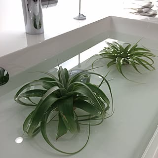 キセログラフィカ ソーキングのおしゃれなアレンジ 飾り方のインテリア実例 Roomclip ルームクリップ