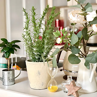 棚/観葉植物/IKEA/北欧/ニトリ...などのインテリア実例 - 2019-05-02 14:50:05