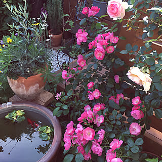 玄関/入り口/甕←こんな字かな？/金魚/金魚鉢/アンジェラ...などのインテリア実例 - 2018-05-15 15:57:49